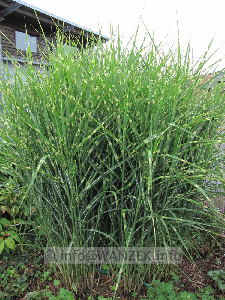 Miscanthus sinensis Zebrinus 02.JPG